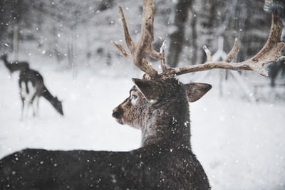 The deer in the snow
